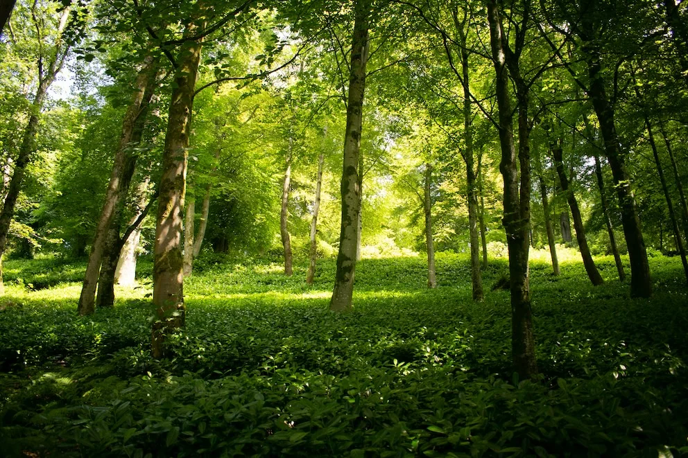 Quiet nature imagery from the Jyoti wellbeing collection.